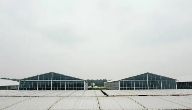 财税项目选型：信息管理咨询的关键关注点